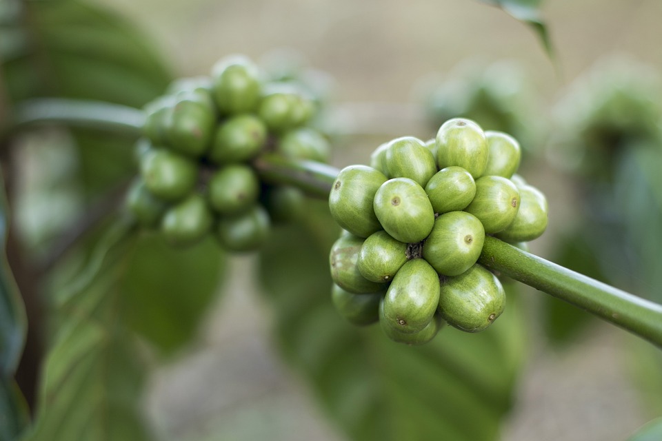 Peut-on manger les grains de café vert ?