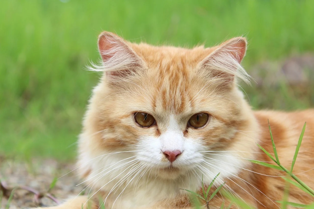 Traiter la constipation et les boules de poils chez le chat
